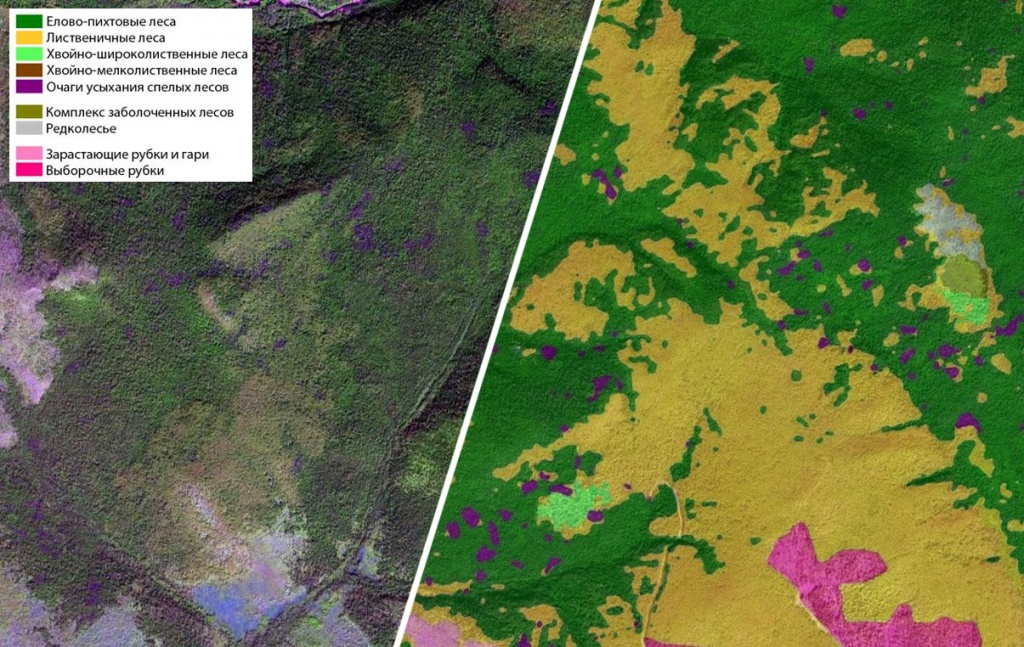 На первоначальном этапе комплексной оценки лесосырьевой базы специалисты «СКАНЭКС» производят классификацию лесных ресурсов