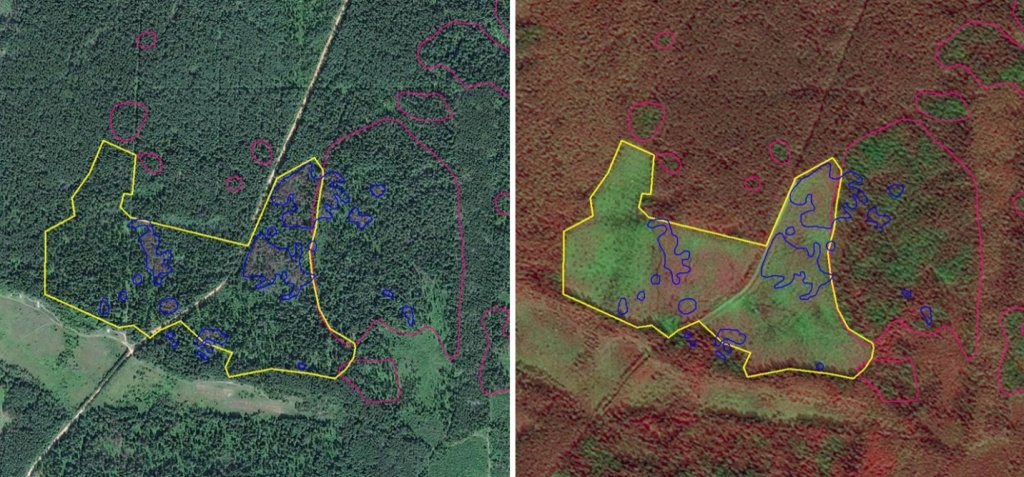 На спутниковых снимках за разные даты можно увидеть увеличение числа и площади очагов усыхания еловых лесов от короеда-типографа, как результат неправильного планирования и проведения сплошной санитарной рубки